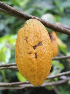 Com o projeto “Na’kau – Em busca da sustentabilidade através de relações éticas, conservação da floresta e a valorização de produtos e pessoas amazônicas”, fomentado pelo Programa Inova Amazônia – Módulo Tração, edital Nº 001/2023, com o apoio do Governo do Amazonas, por meio da Fundação de Amparo à Pesquisa do Estado do Amazonas (Fapeam), e em parceria com o Serviço Brasileiro de Apoio às Micro e Pequenas Empresas (Sebrae), o empreendimento tem como propósito colocar em prática ações de impacto socioambiental que sejam positivas para o desenvolvimento sustentável da Amazônia.